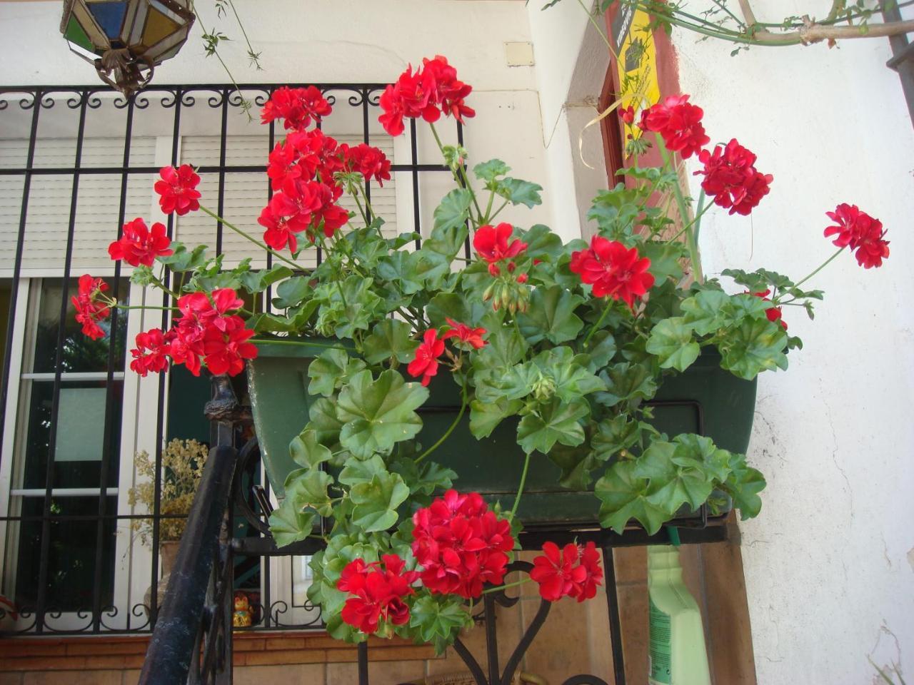 Casa Babylon Backpakers Hostel Малага Екстер'єр фото