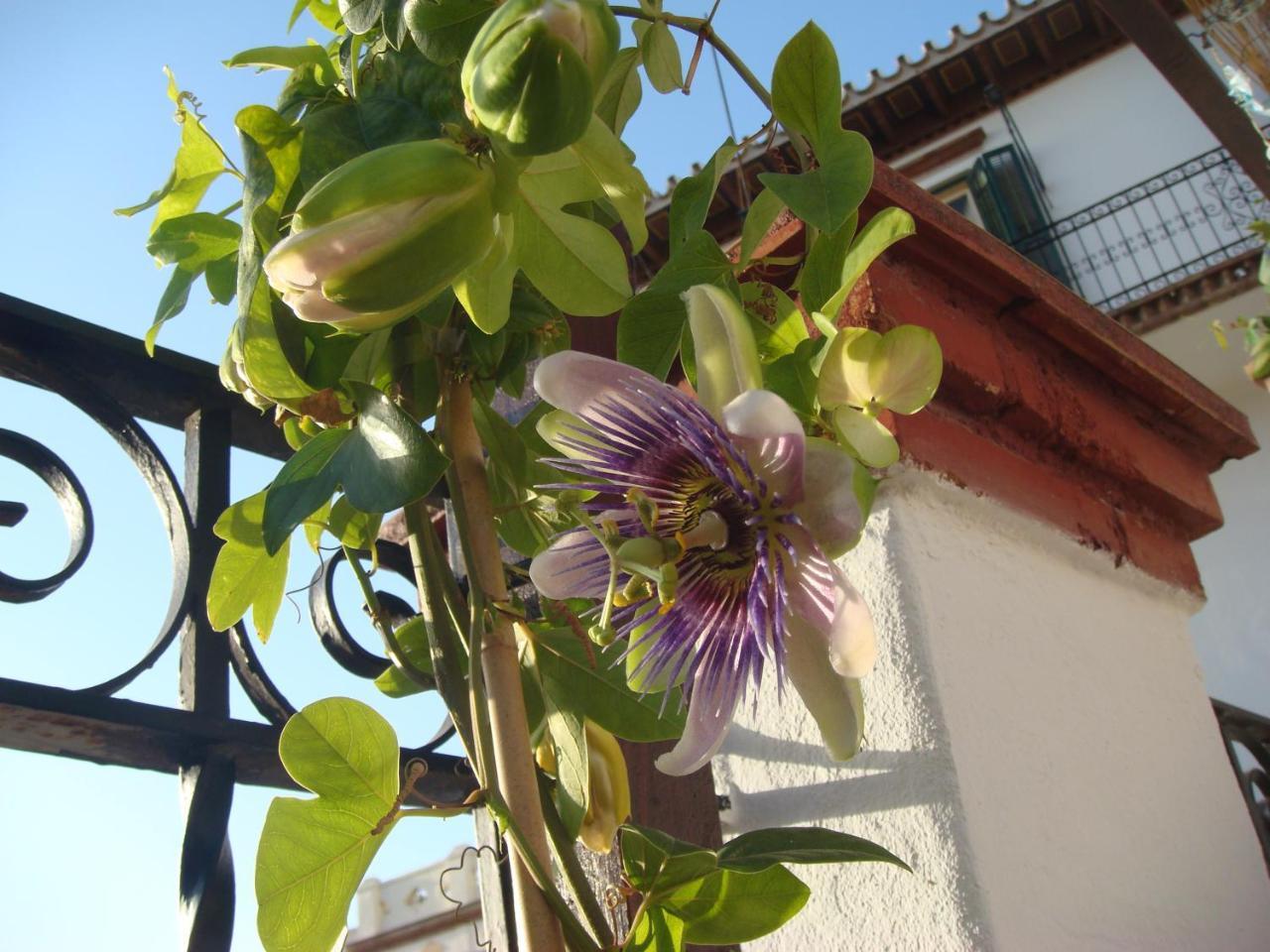 Casa Babylon Backpakers Hostel Малага Екстер'єр фото